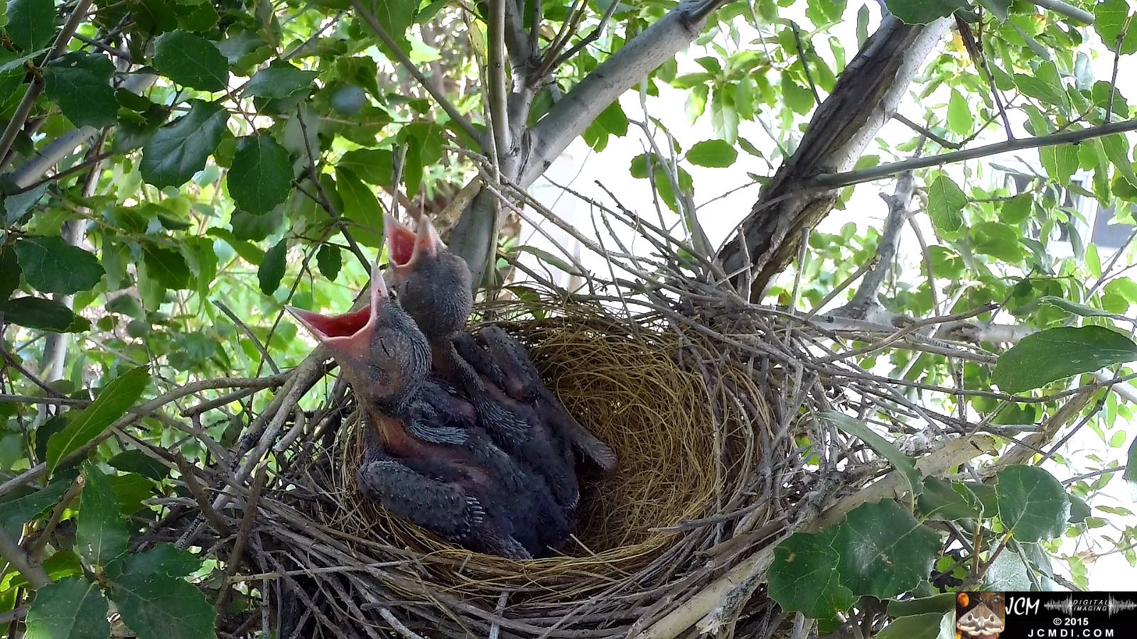 Scrub Jay nest documentary - female removes another dead leaf from nest